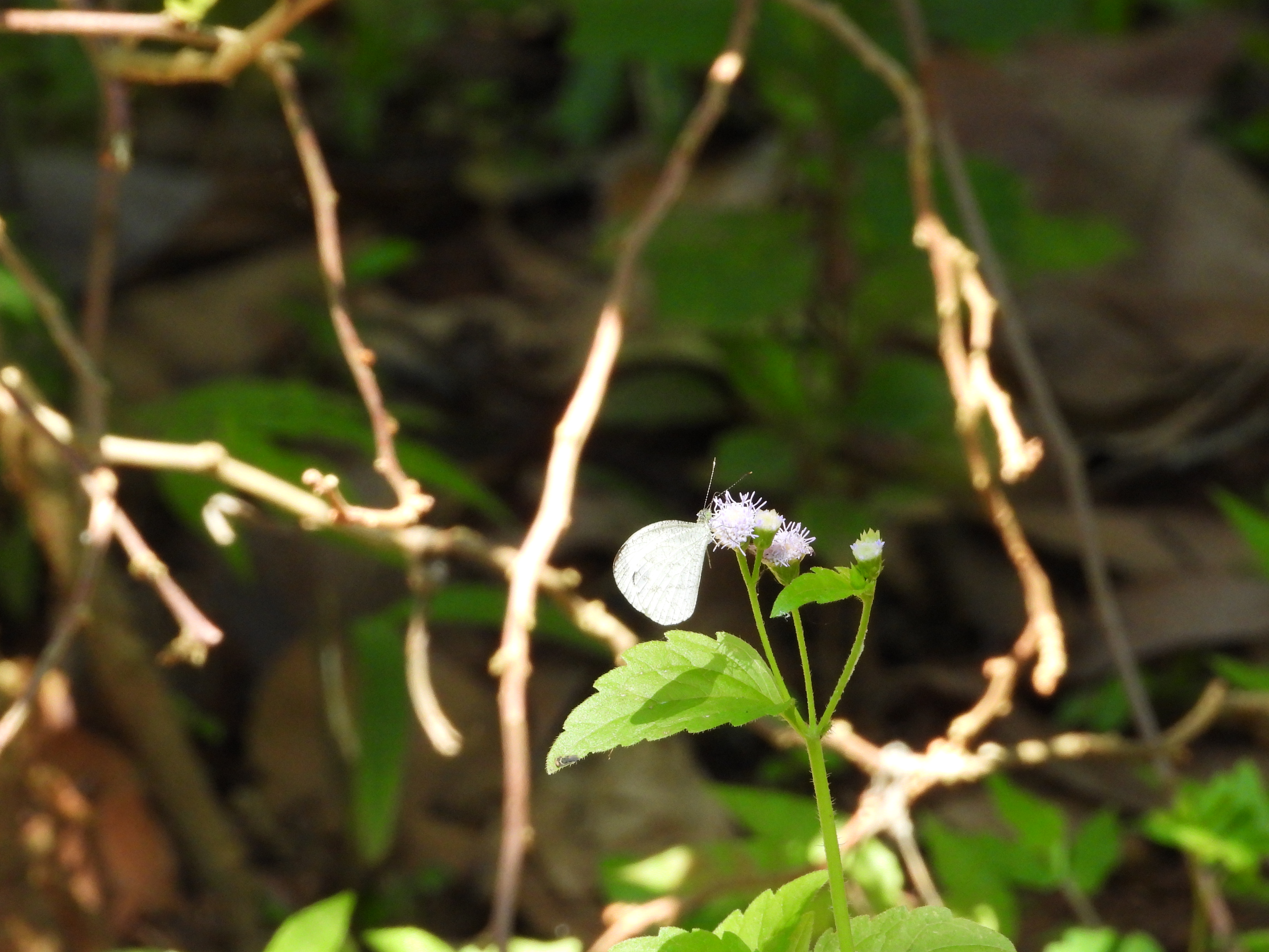 Kupu-kupu Psyche/Wandering Psyche