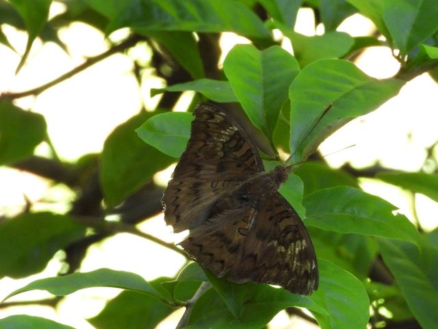 Kupu-kupu Common Baron