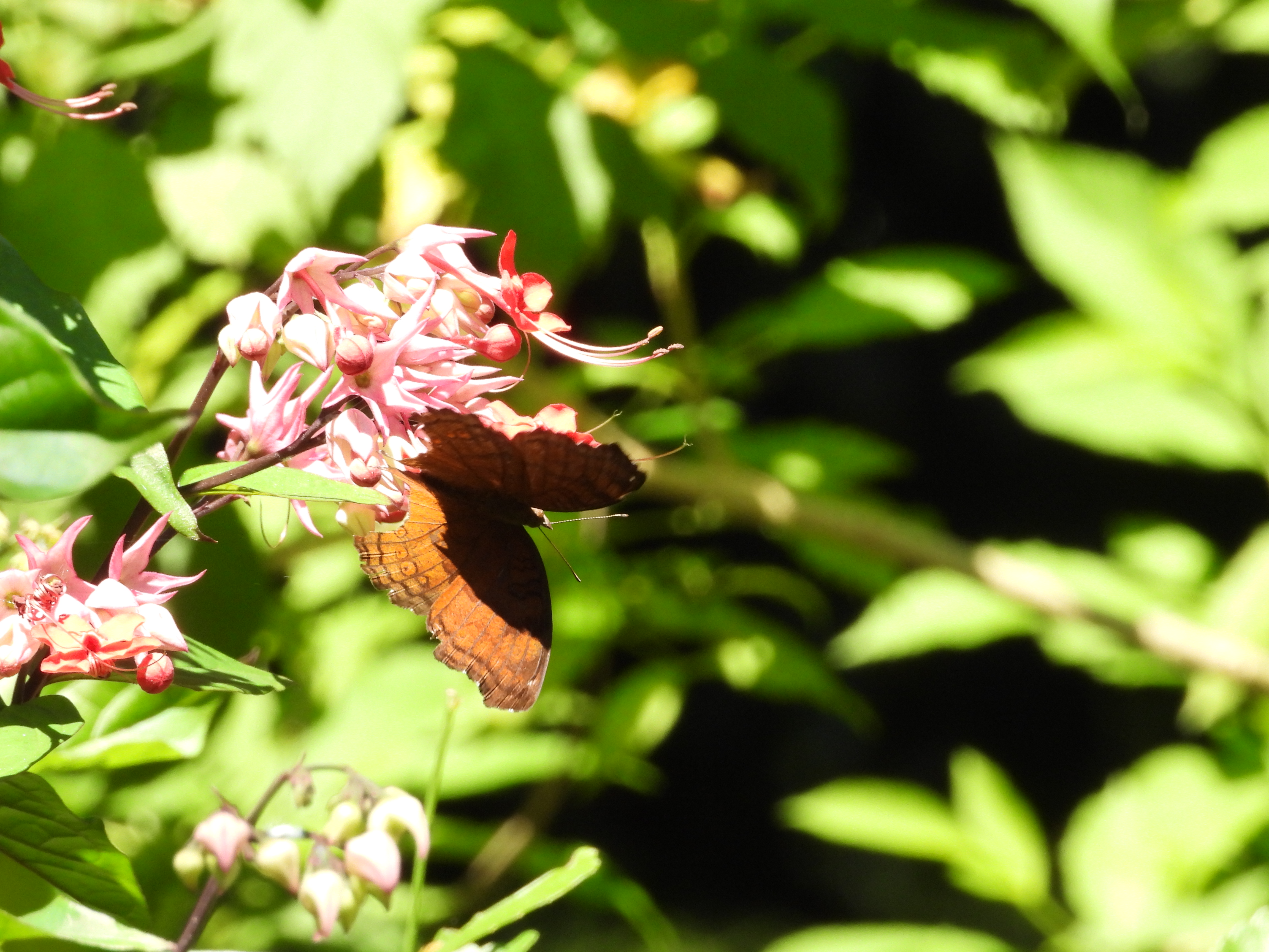 Kupu-kupu Brown Pansy/Chocolate Pansy