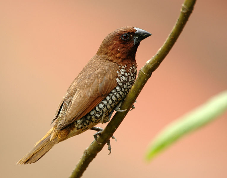 Bondol Peking