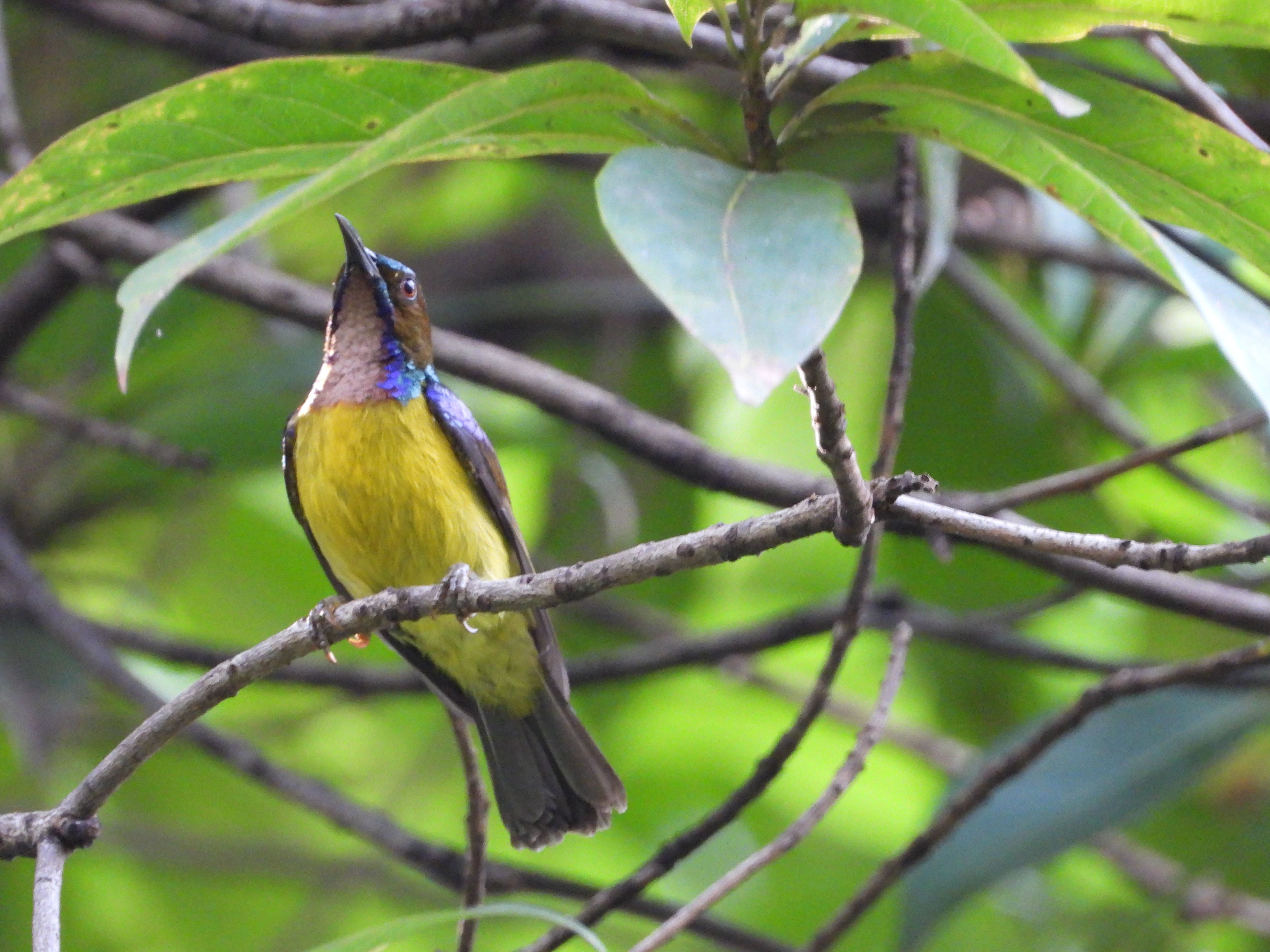Burung Madu Kelapa