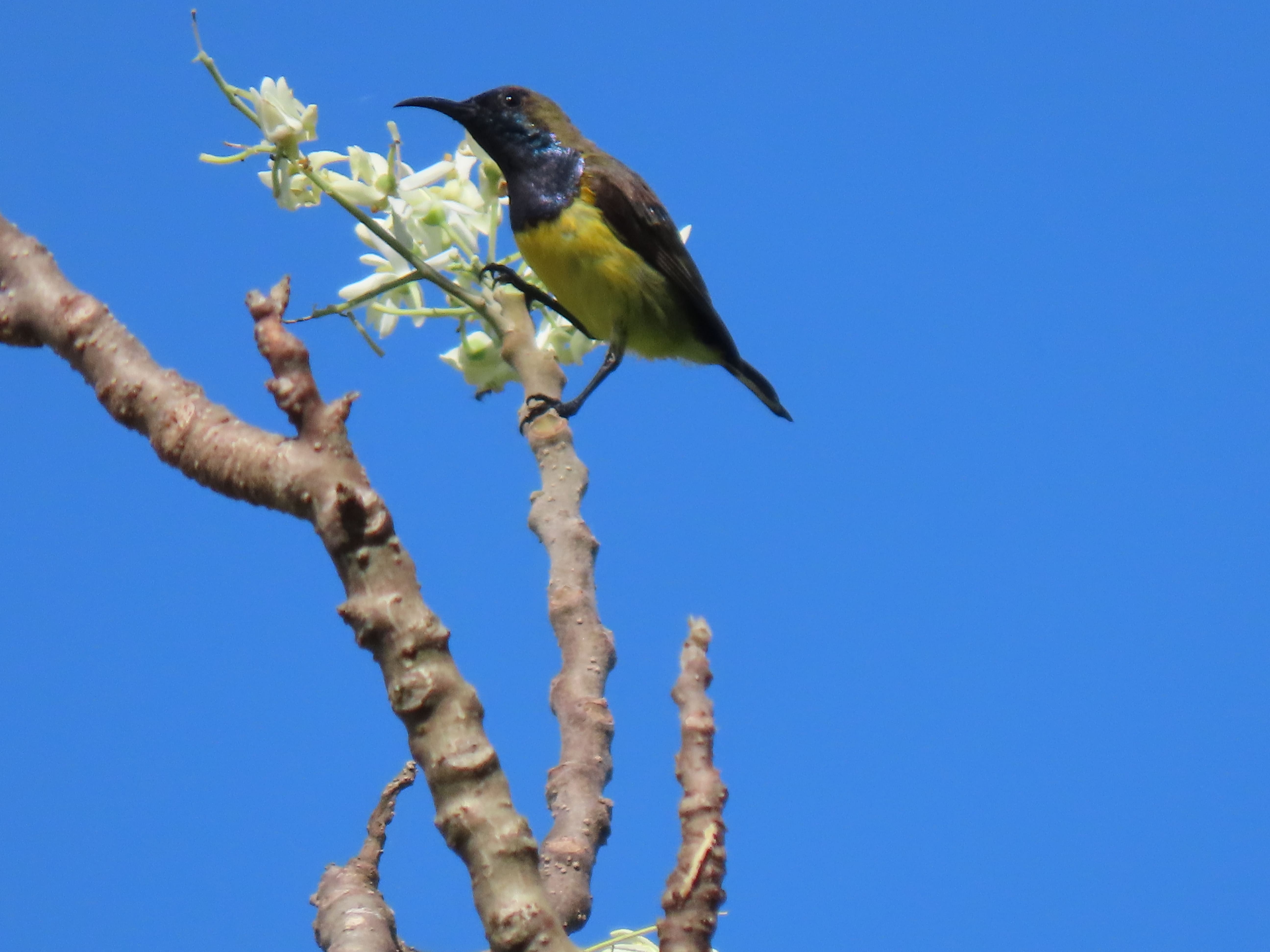 Burung Madu Sriganti
