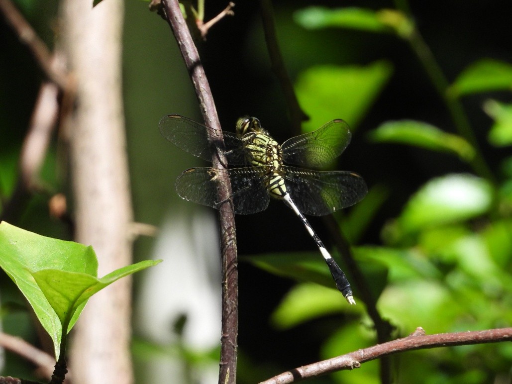 Capung Sambar Hijau/Slender Skimmer