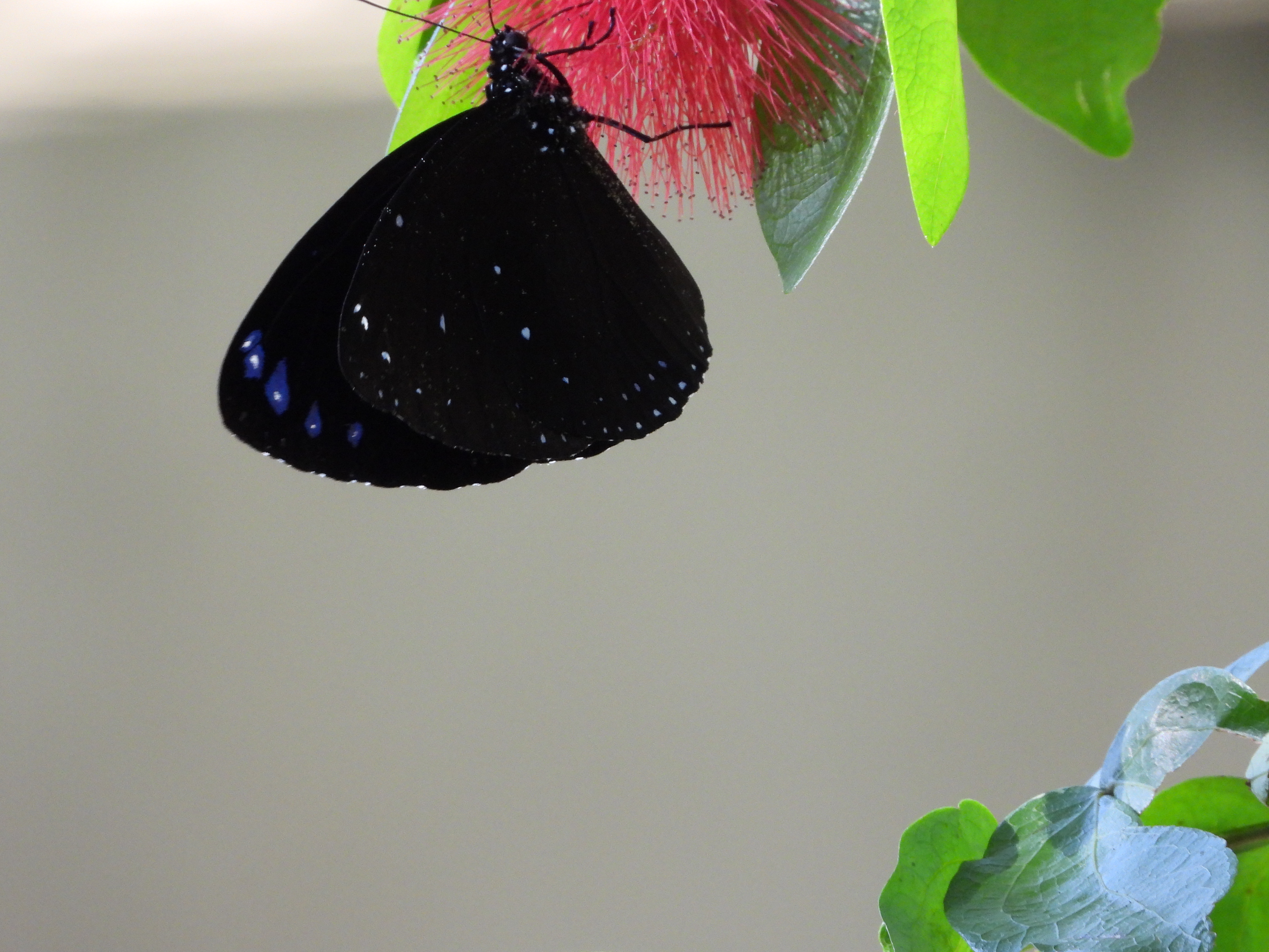 Kupu-kupu Striped Blue Crow
