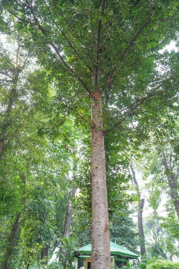Agathis borneensis Warb.