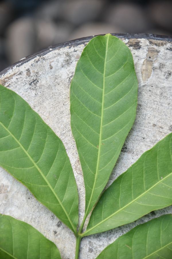 Aphanamixis polystachya (Wall.) R.Parker