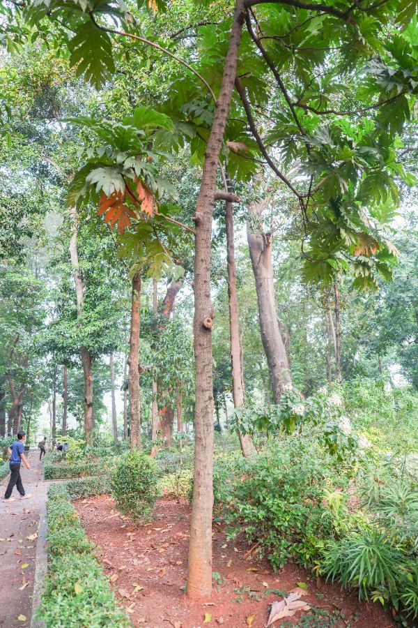 Artocarpus altilis (Parkinson) Fosberg
