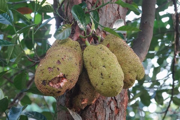 Artocarpus heterophyllus Lam.