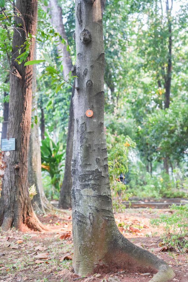 Artocarpus integer (Thunb.) Merr.