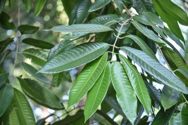 Bouea macrophylla Griff.
