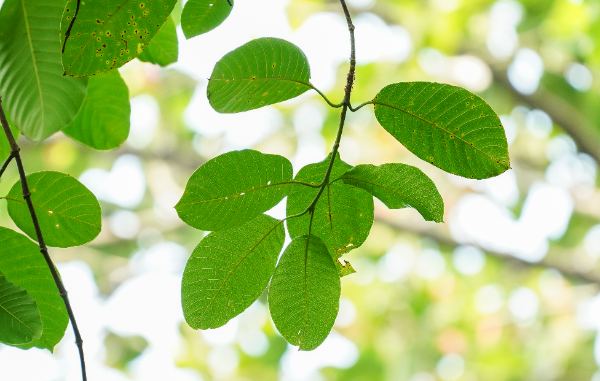 Breonia chinensis (Lam.) Capuron