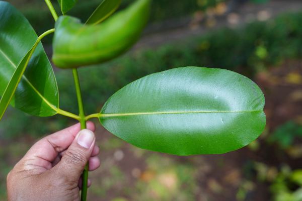 Calophyllum inophyllum L.