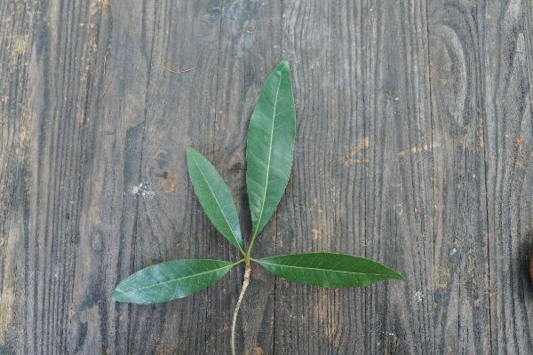 Calophyllum soulattri Burm.f.