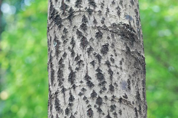 Calophyllum tomentosum Wight