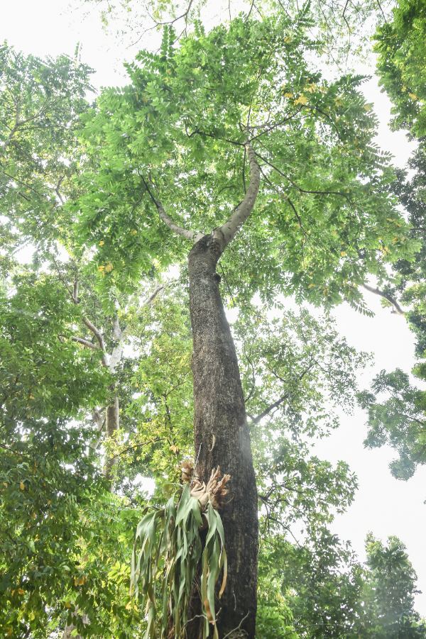 Cananga odorata (Lam.) Hook.f. & Thomson