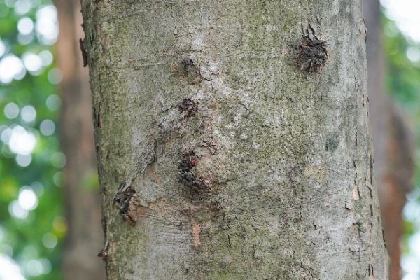 Canarium indicum L.