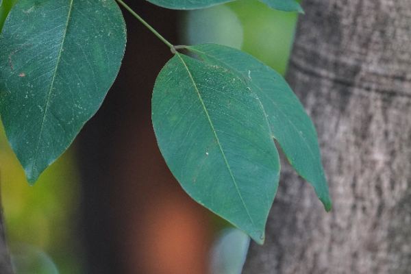 Cassia fistula L.