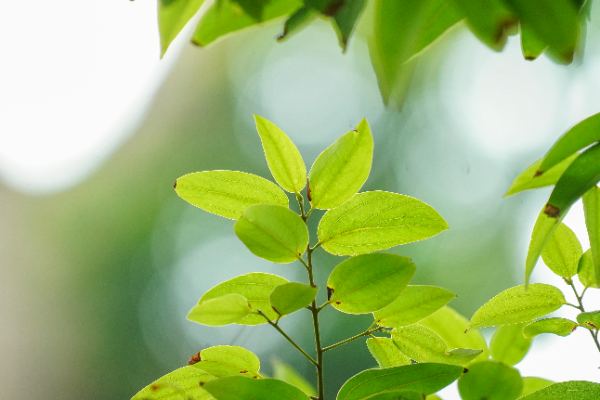 Cinnamomum burmanni (Nees & T.Nees) Blume