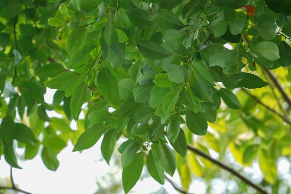 Cinnamomum parthenoxylon (Jack) Meisn.