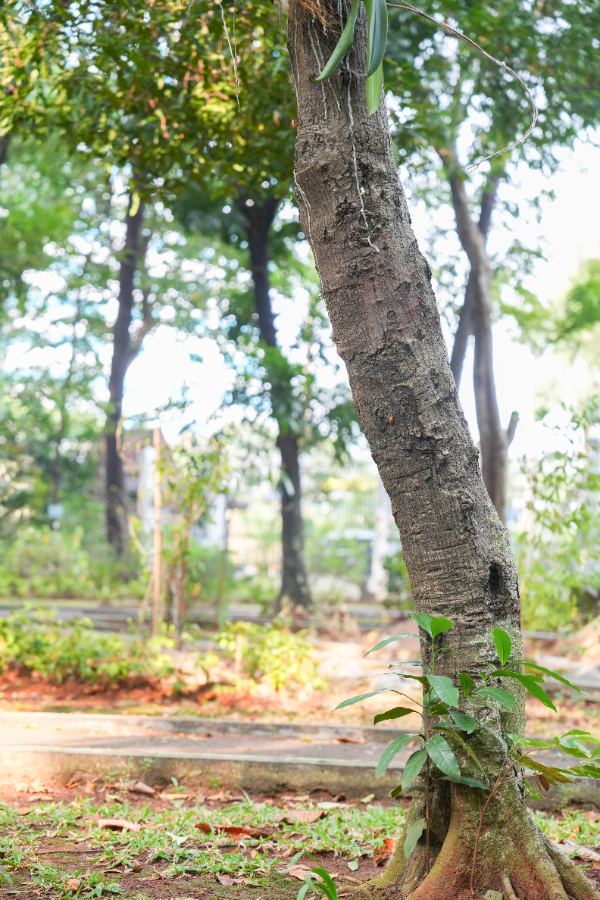 Cinnamomum sintoc Blume