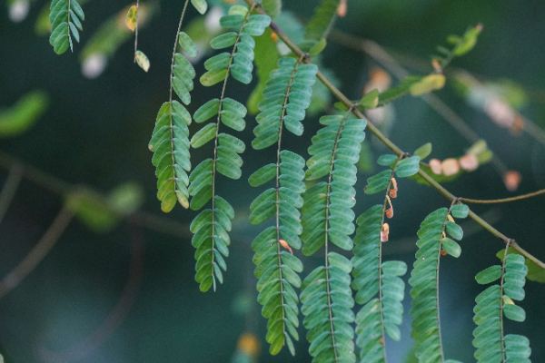 Delonix regia (Hook.)  Rafin.