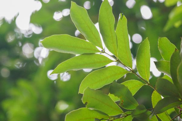 Dimocarpus longan Lour.