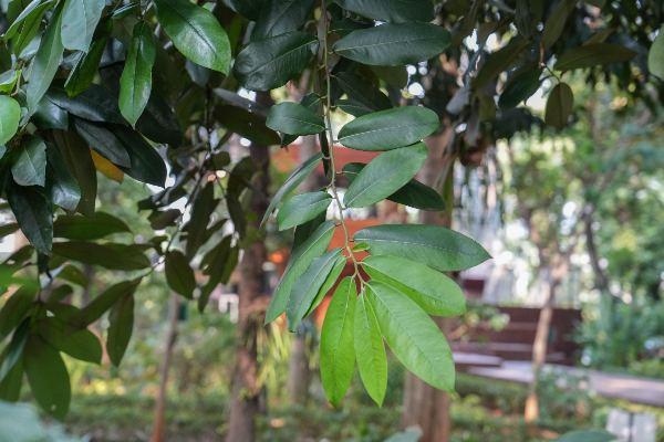 Diospyros blancoi A.DC.
