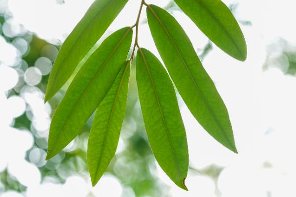 Diospyros celebica Bakh.