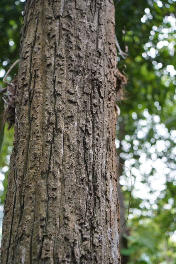 Dipterocarpus intricatus Dyer