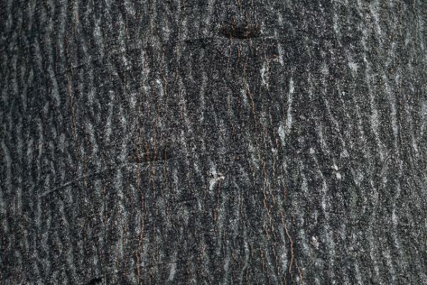 Enterolobium cyclocarpum (Jacq.) Griseb.