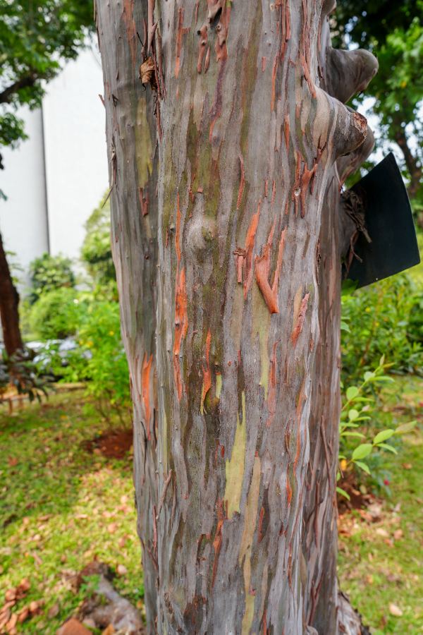 Eucalyptus deglupta Blume