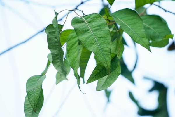 Eucalyptus platyphylla F.