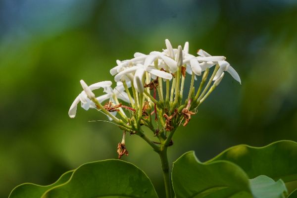 Euchresta horsfieldii (Lesch.) Benn.