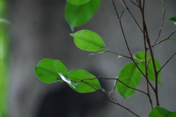 Ficus benjamina L.