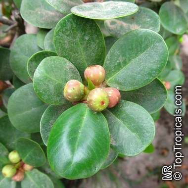 Ficus microcarpa L.f.