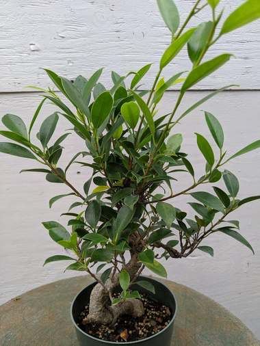 Ficus restusa L.