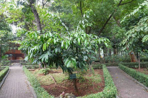 Garcinia dulcis (Roxb.) Kurz