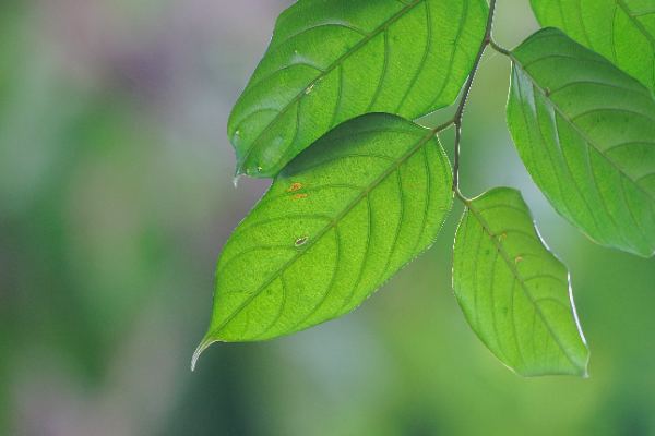 Hopea bancana (Boerl.) Slooten