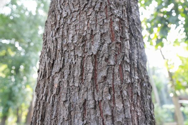 Hopea gregaria Slooten