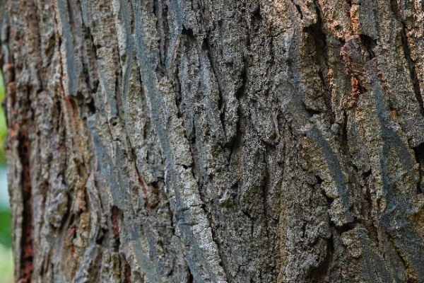 Hopea odorata Roxb.