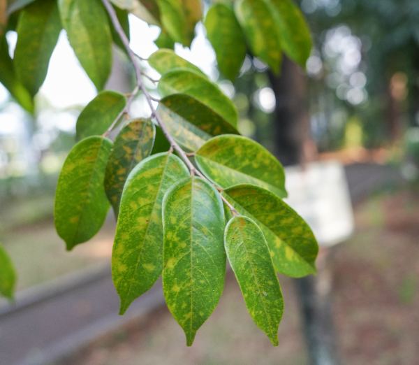 Hopea semicuneata Symington