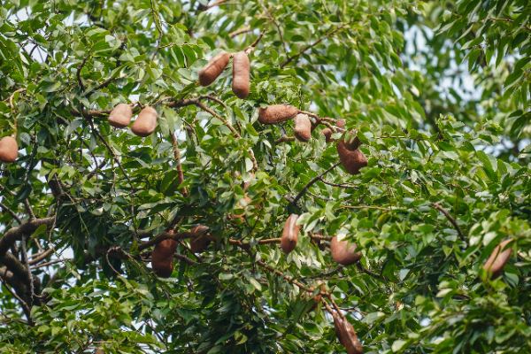 Hymenaea courbaril L.