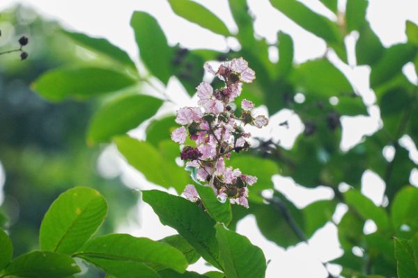 Lagerstroemia speciosa (L.) Martyn