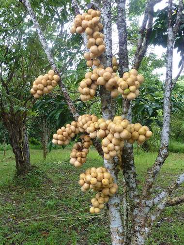 Lansium domesticum Correa