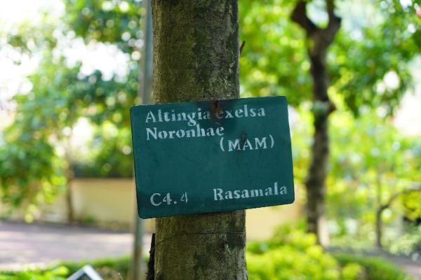 Liquidambar excelsa (Noronha) Oken