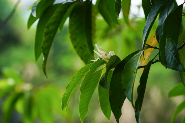 Magnolia × alba (DC.) Figlar