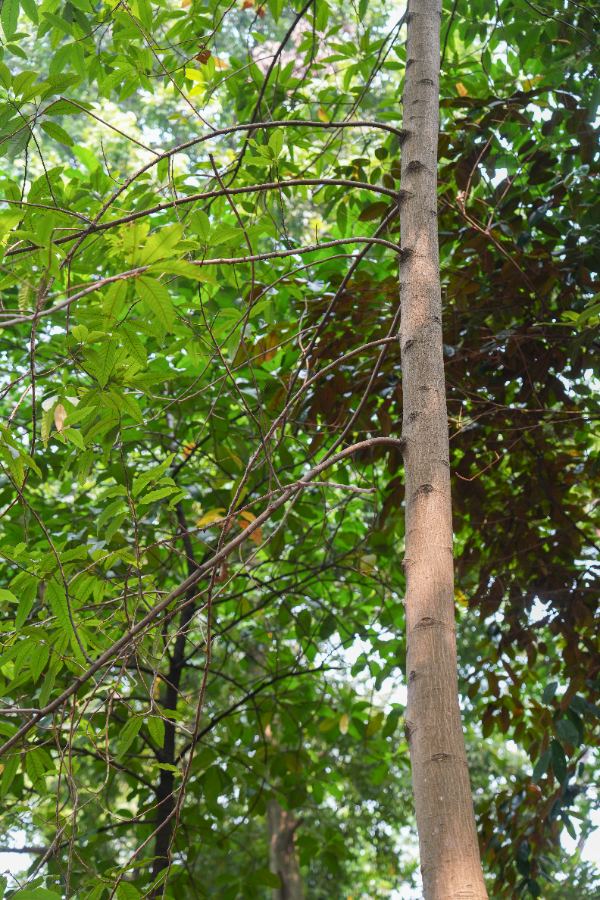 Magnolia champaca (L.) Baill. ex Pierre