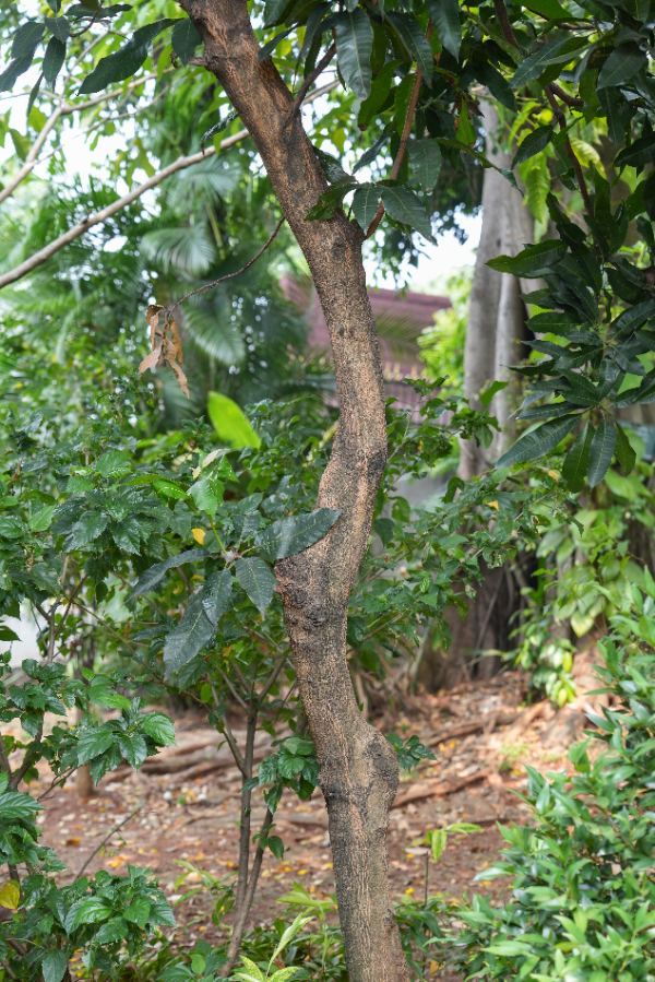 Mangifera indica L.