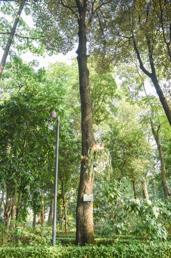 Manilkara kauki (L.) Dubard