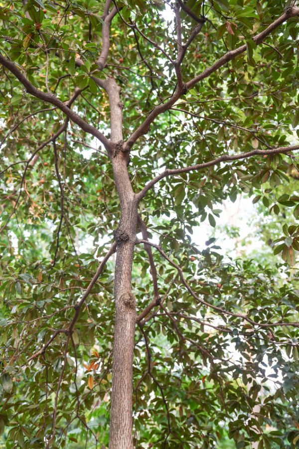 Manilkara zapota (L.) Royen